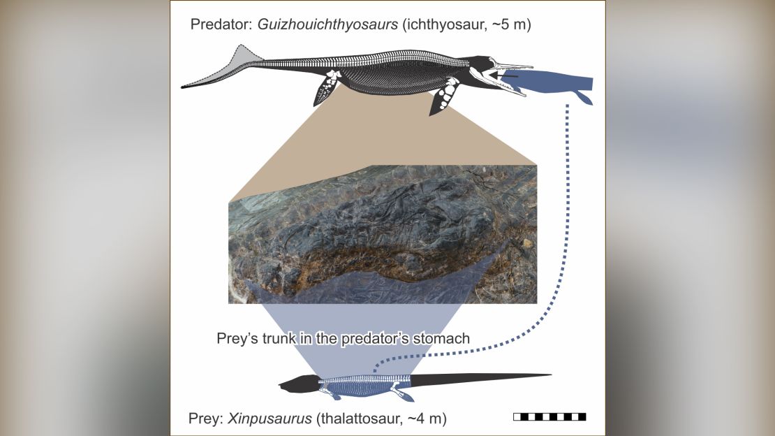 This graphic shows the fossil and compares the size of the two marine reptiles.