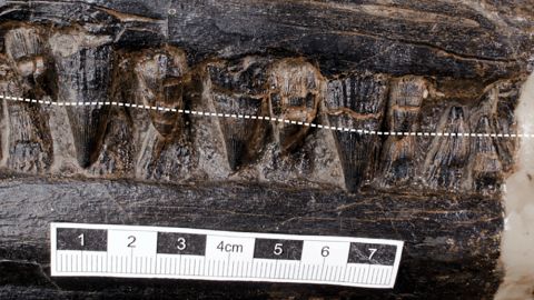 This image shows the ichthyosaur's teeth.