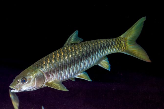 The <strong>golden mahseer</strong>, a game fish of the carp family, inhabits lakes and rivers of India and Southeast Asia. Nicknamed <a href="index.php?page=&url=https%3A%2F%2Fwww.wwf.org.uk%2Fwhat-we-do%2Fprojects%2Ftiger-among-fish" target="_blank" target="_blank">"the tiger of the river,</a>" mahseer are known for their strong jaws, large scales and enormity, growing as long as 6.5 feet and weighing 200 pounds. The mahseer has faced drastic declines in population as it is <a href="index.php?page=&url=https%3A%2F%2Fwww.wwfindia.org%2Fabout_wwf%2Fpriority_species%2Fthreatened_species%2Fgolden_mahseer%2F%23%3A%7E%3Atext%3DConservation%2520Issues%26text%3DThere%2520is%2520dearth%2520of%2520information%2Ctolerate%2520a%2520modified%2520water%2520environment." target="_blank" target="_blank">threatened</a> by habitat degradation from pollution, and overfishing, says the WWF. 