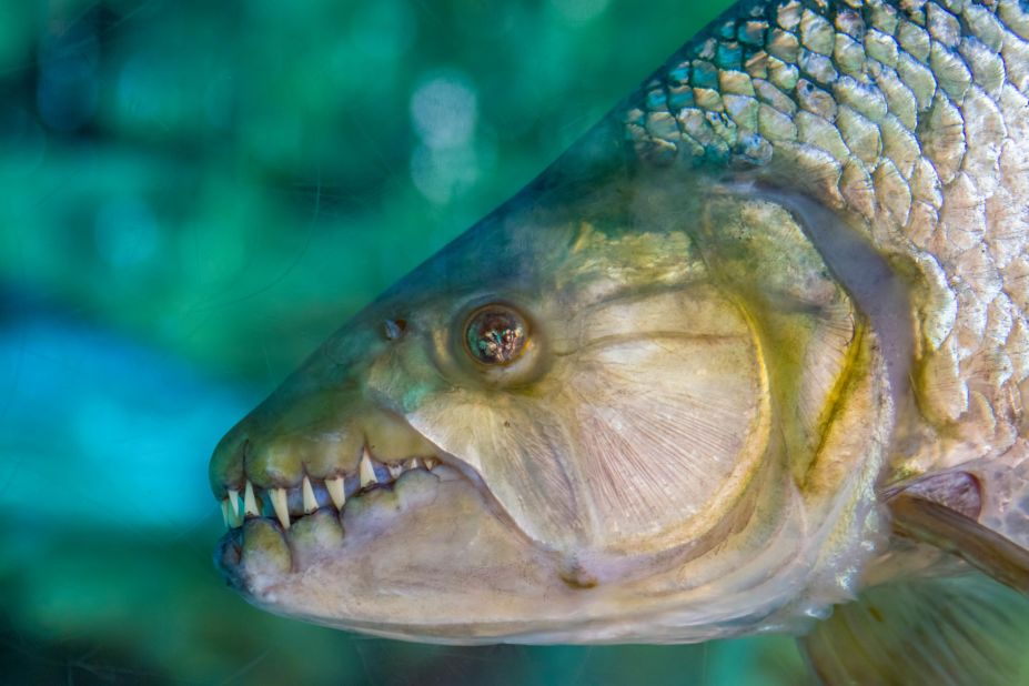 10 of the World's Most Dangerous Fish