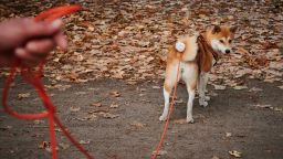 18 August 2020, Berlin: A 2-year-old bitch of the breed Shiba Inu is taken for a walk by his mistress in the Volkspark Friedrichshain. Guaranteed run-out, sufficient care time for puppies: Federal Minister of Agriculture Klöckner (CDU) wants to issue stricter rules for animal transports and dog breeders. Animal protection and dog owner associations welcome the initiative in principle. For some, however, it could go further. Photo: Annette Riedl/dpa (Photo by Annette Riedl/picture alliance via Getty Images)