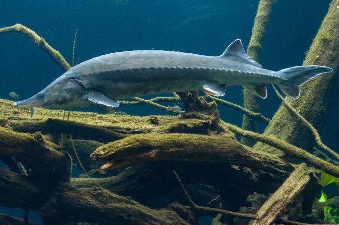 The <strong>beluga sturgeon</strong> can grow up to <a href="index.php?page=&url=https%3A%2F%2Fwww.britannica.com%2Fanimal%2Fsturgeon-fish" target="_blank" target="_blank">26 feet</a> long and weigh up to 3.5 tons. It inhabits the Caspian Sea and Black Sea, in Eastern Europe/Central Asia, traveling upriver to spawn in the spring or summer. Listed as <a href="index.php?page=&url=https%3A%2F%2Fwww.iucnredlist.org%2Fspecies%2F10269%2F3187455" target="_blank" target="_blank">critically endangered</a>, the International Union for Conservation of Nature (IUCN) says its population has diminished as a result of the pursuit of the sturgeon's meat and unfertilized eggs, which are touted as one of the world's finest caviars. 