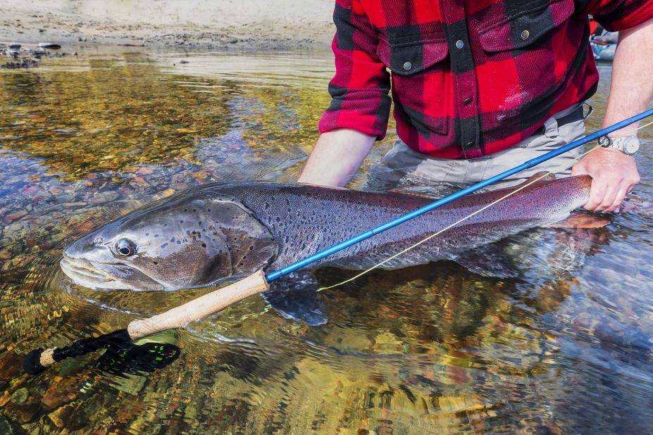 A fisherman holds a large, speckled <strong>Siberian taimen </strong>before releasing it. Dubbed the<a href="https://www.iucn.org/content/largest-salmon-world-edges-toward-extinction" target="_blank" target="_blank">"river wolf,"</a> this predatory species - which can weigh as much as <a href="https://www.iucn.org/content/new-nature-reserve-provides-sanctuary-threatened-siberian-taimen" target="_blank" target="_blank">230 pounds</a> and grow seven feet long - dominates its habitats in Europe and Asia, feeding on everything from waterfowl and salmon to bats and small land mammals. Despite its status at the top of the aquatic food chain, the Siberian taimen is classified as <a href="https://www.iucnredlist.org/species/188631/22605180" target="_blank" target="_blank">vulnerable</a> and is targeted by recreational anglers. 
