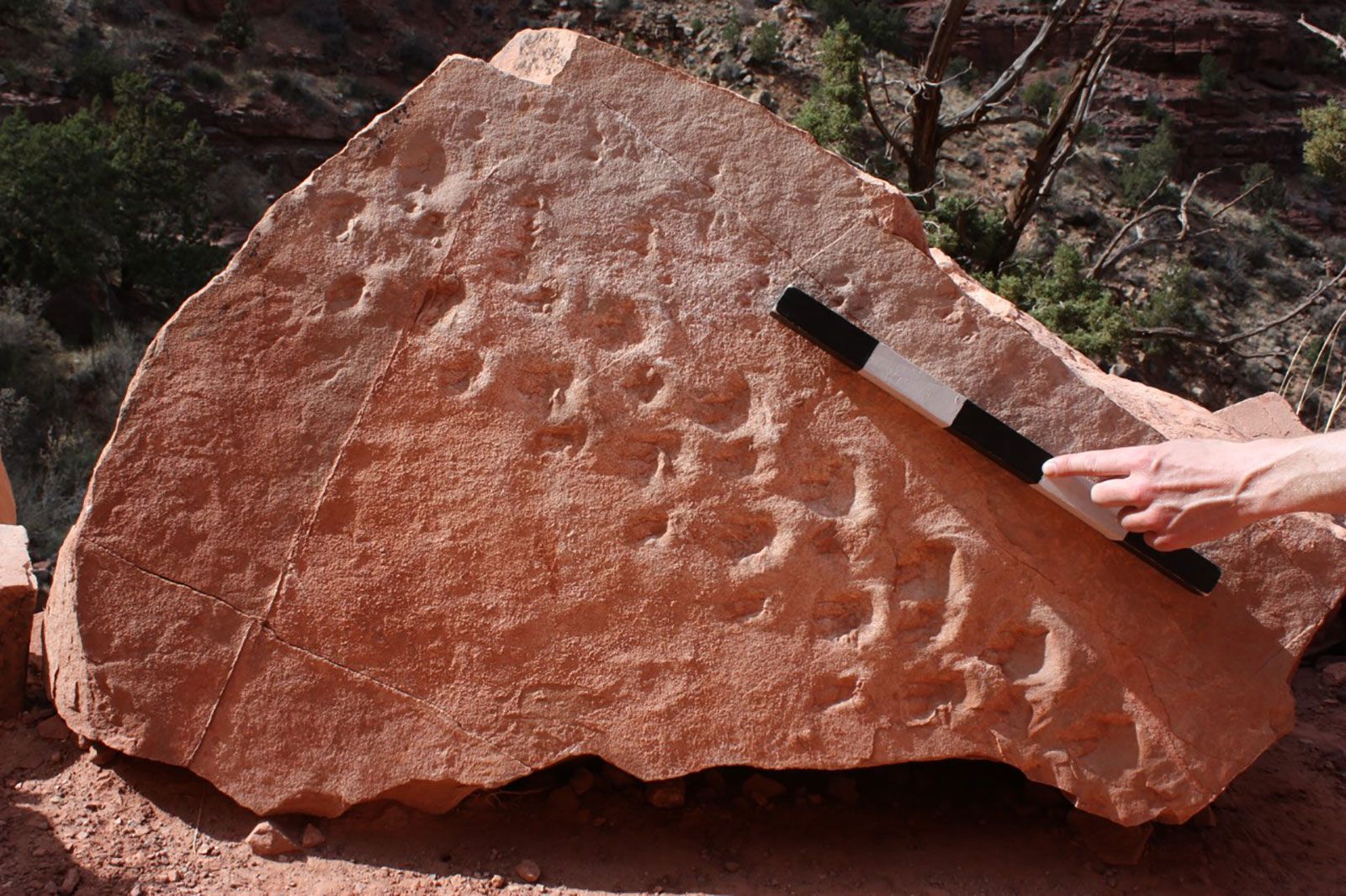 Grand Canyon cliff collapse reveals 313 million-year-old fossil footprints  | CNN