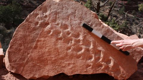 Research by paleontologists confirmed that a series of recently discovered fossil tracks in Grand Canyon National Park are the oldest of their recorded in the region.