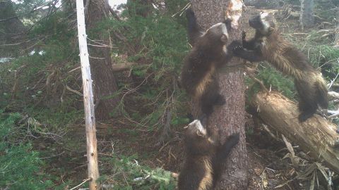 A wolverine family at Mount Rainier National Park.