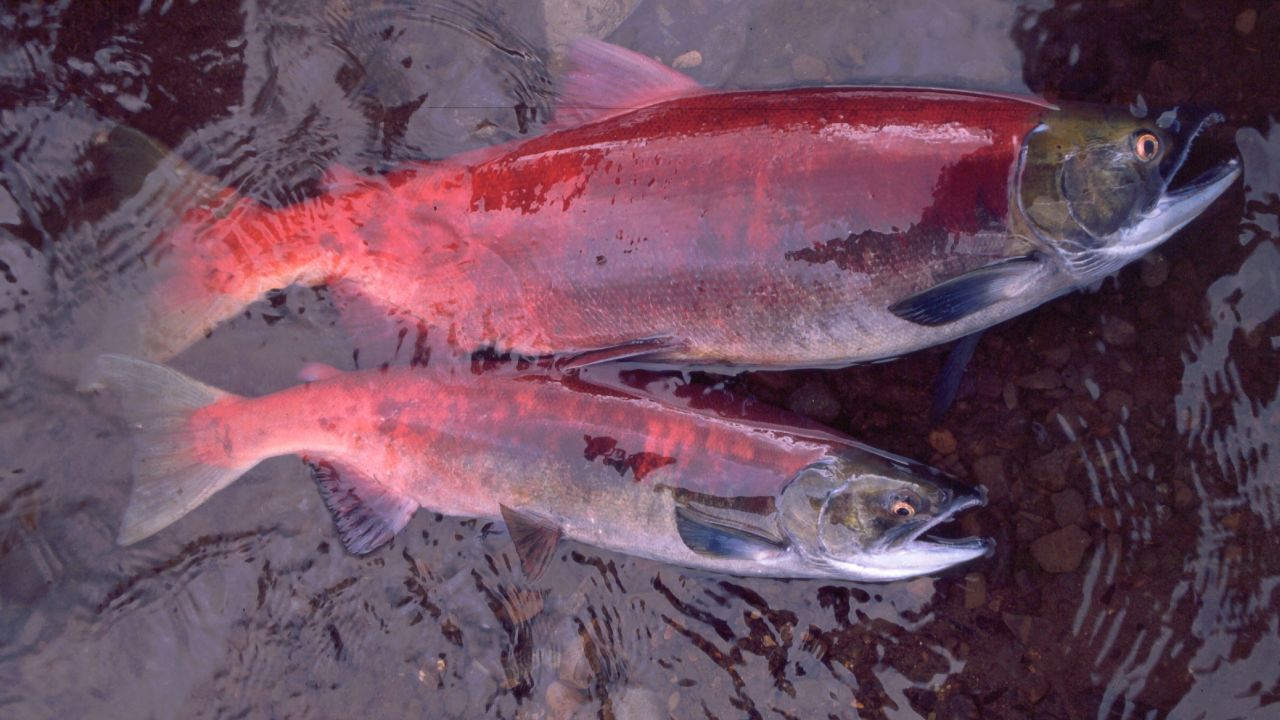 One additional year in the ocean makes a big difference in the size of salmon, as seen in these two female sockeye salmon in Pick Creek, Alaska.