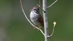 A swamp sparrow