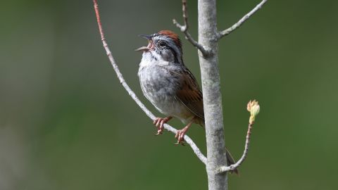 Researchers at Duke University found in a recently published study that swamp sparrows sing intensely at dawn because they are "warming up."