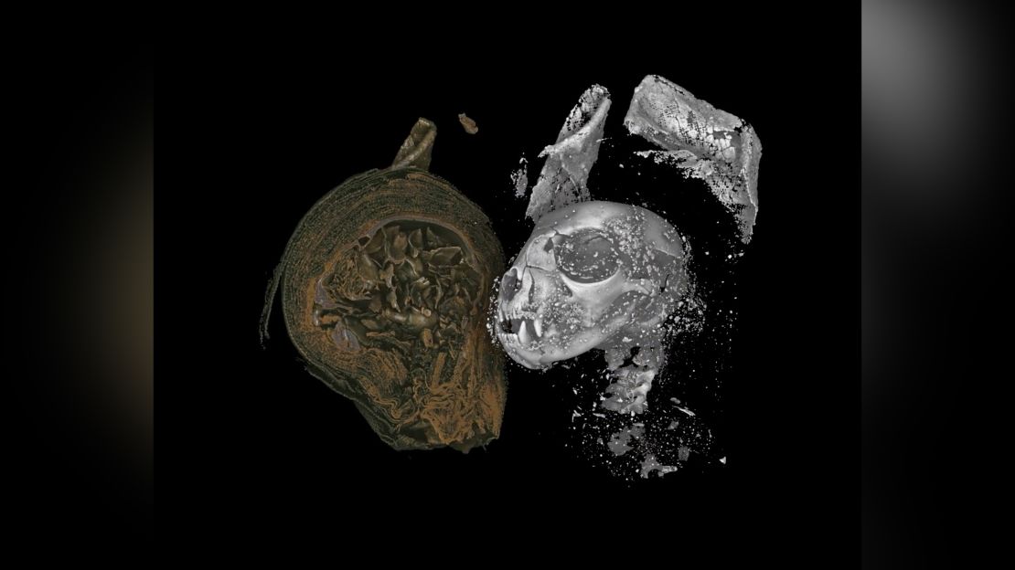 Images revealed details about the cat's life and death.