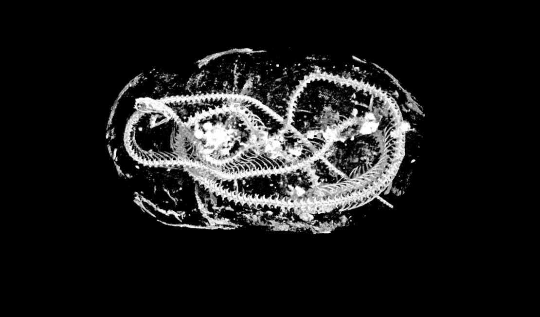 The cobra was mummified coiled up.