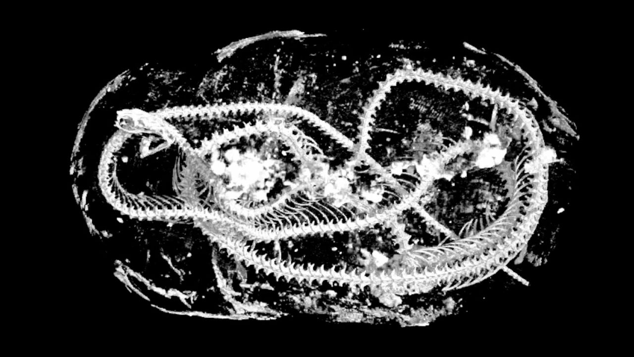 The cobra was mummified coiled up.