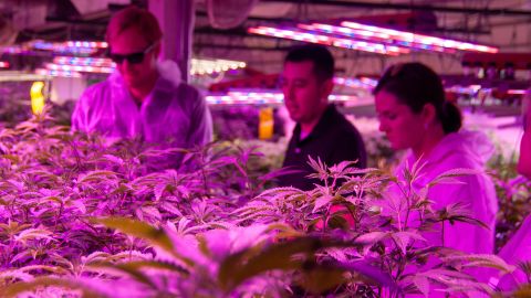 Chris Baca (The Clinic, center) explains to Charlie Berger (Denver Beer) and Kaitlin Urso (Colorado Department of Public Health and Environment) how the vegetative state of growing cannabis works inside The Clinic's grow operation.