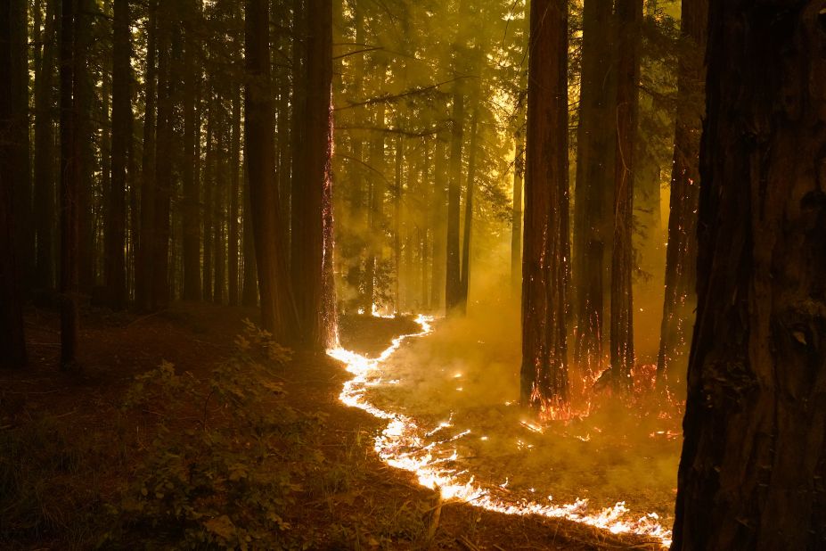 A forest burns in Bonny Doon on August 20, 2020.