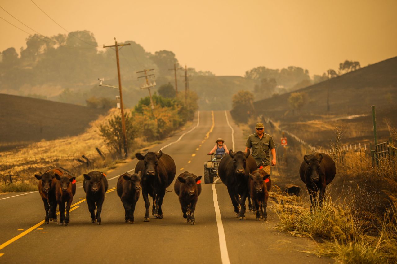 People herd cows down Pleasants Valley Road in Vacaville on August 19, 2020.