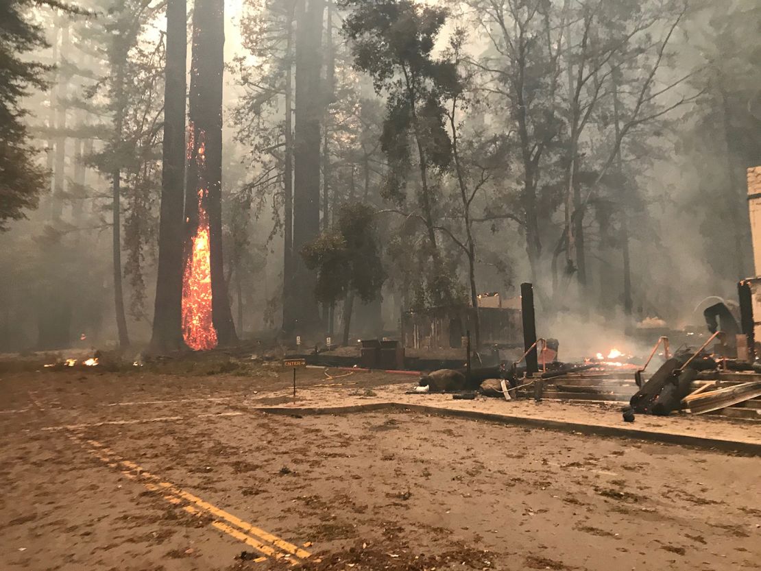 Redwood trees were also devastated by the CZU Lightning Complex Fire.