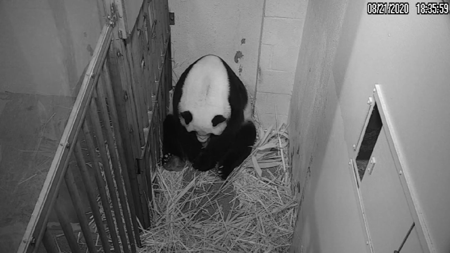 The National Zoo has welcomed a new baby panda. 