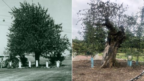 The Old Apple Tree in Vancouver, Washington, in an undated historical picture, left, and in 2020.