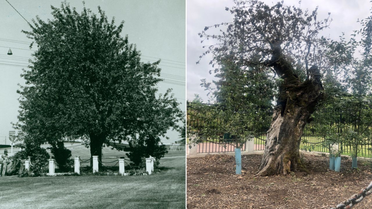 The Old Apple Tree in Vancouver, Washington, in an undated historical picture and in 2020.