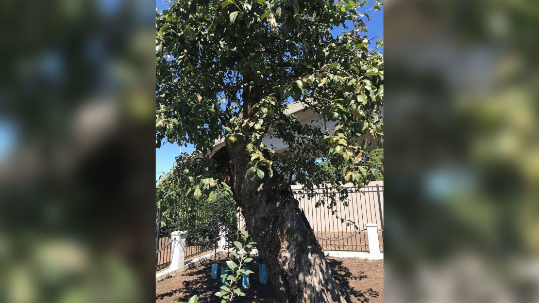 The Old Apple Tree in a picture from 2018.
