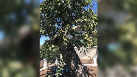 The Old Apple Tree in a picture from 2018.