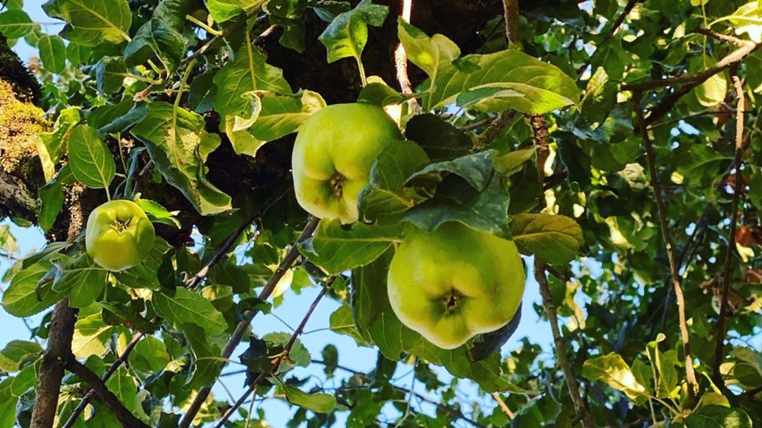 Apples from a tree located at the Clark County Historical Museum, planted in the 1950s. The tree is a descendent of the Old Apple Tree.