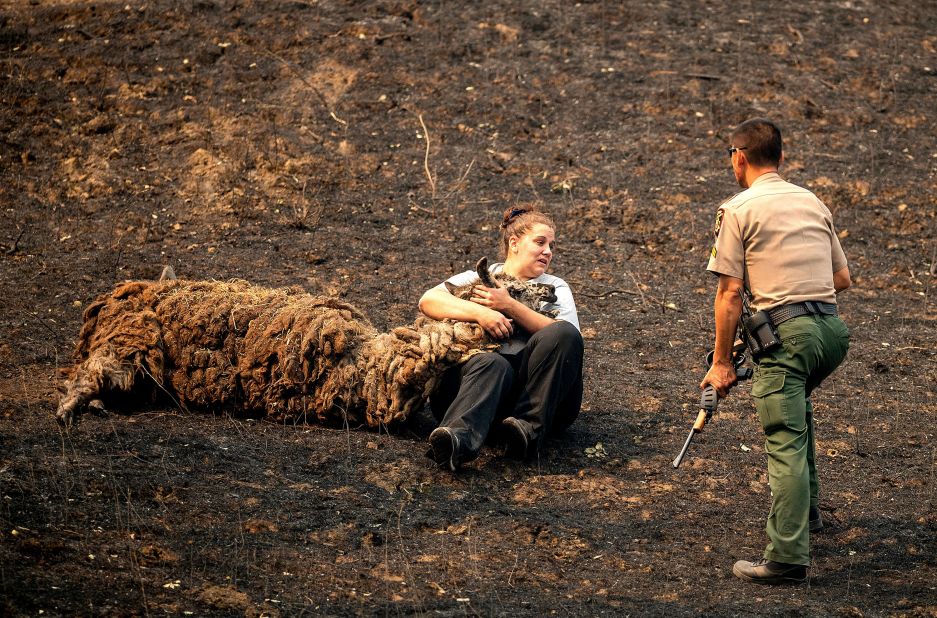 Veterinary technician Brianna Jeter comforts a llama injured by a fire in Vacaville on August 21, 2020. At right, animal control officer Dae Kim prepares to euthanize the llama.