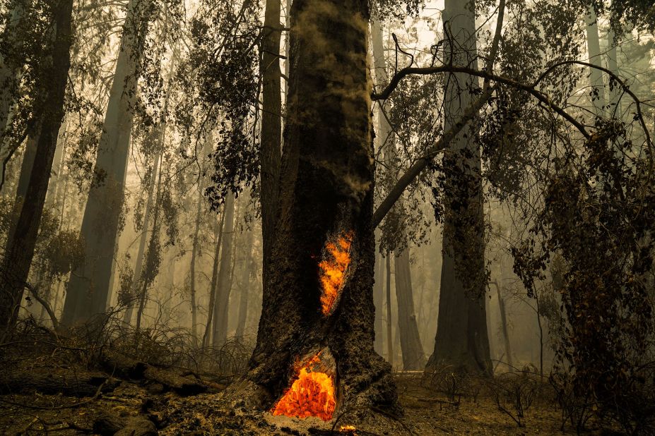 Smoke hangs low in the air at the Big Basin Redwoods State Park as some redwoods burn in Boulder Creek on August 22, 2020.