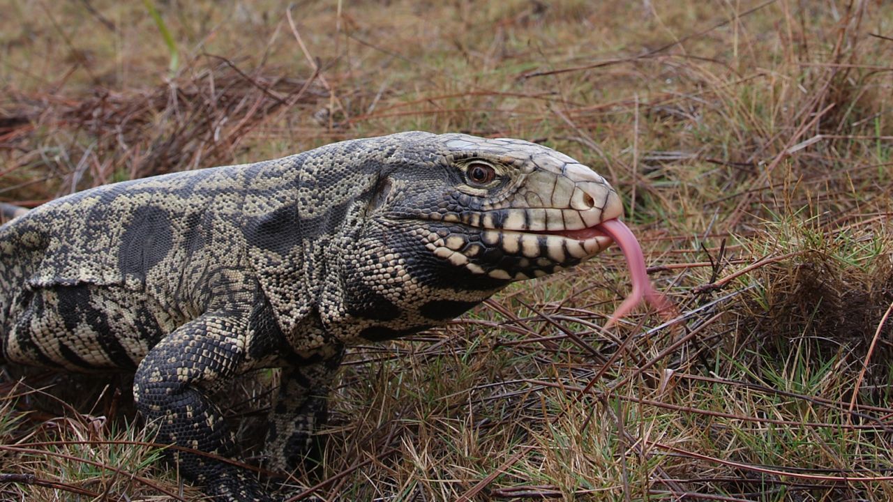The black and white tegu lizard has few predators and can reproduce quickly.