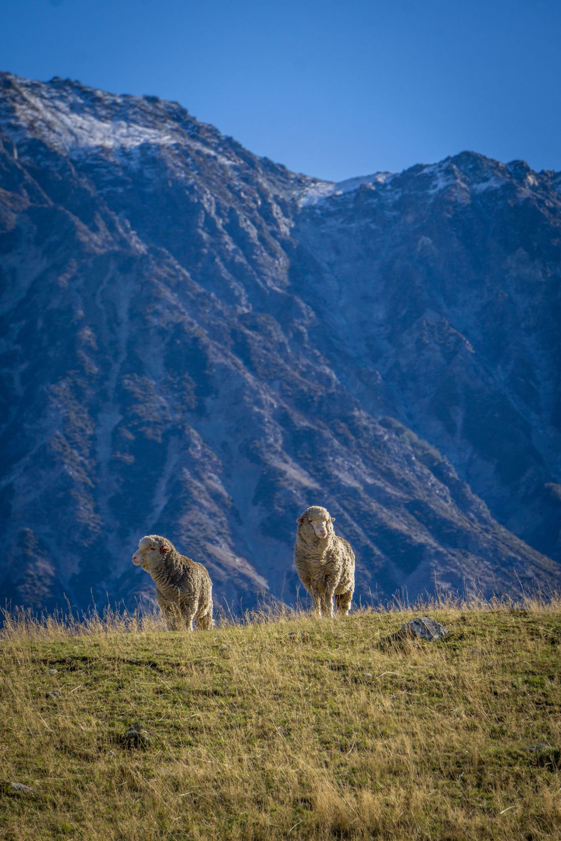 Each sweater comes embedded with a chip that its owner can use to track their "adopted" animal.