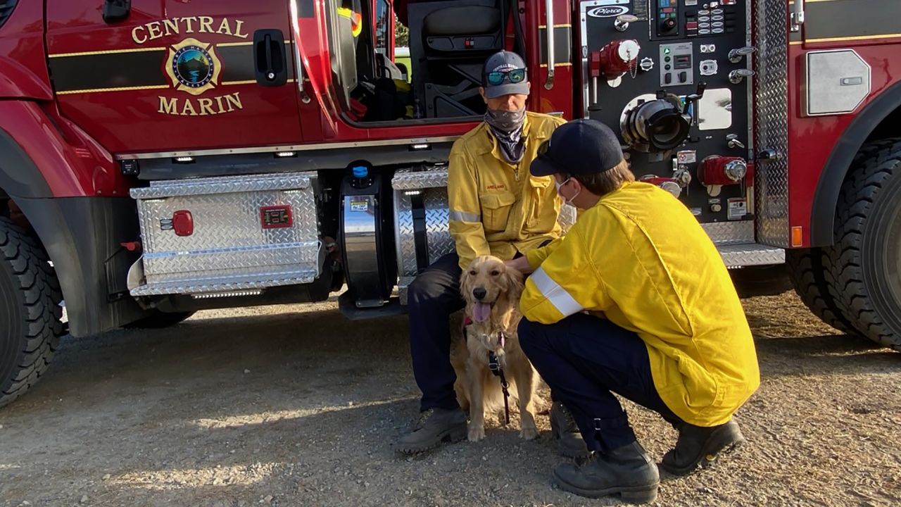 Kerith going from firetruck to firetruck wagging her tail and spreading love to Marin County firefighters.