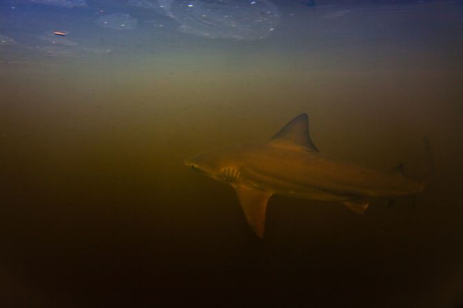 A <strong>bull shark</strong> photographed in the clouded Rio Sirena, Brazil. The bull shark can grow up to <a href="index.php?page=&url=https%3A%2F%2Fwww.britannica.com%2Fanimal%2Fcarcharhinid" target="_blank" target="_blank">11.5 feet</a> and can be found around the world. Though it primarily resides in coastal waters, it can swim up to 160 miles up rivers, <a href="index.php?page=&url=https%3A%2F%2Fwww.iucnredlist.org%2Fspecies%2F39372%2F10187195" target="_blank" target="_blank">giving birth in estuaries or freshwater</a>. With its blade-shaped teeth it can pose a threat to humans. 