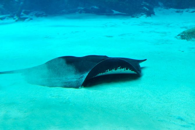 A <strong>Mekong giant freshwater stingray</strong> is pictured sliding along the bottom of sandy, blue waters. Giant freshwater stingrays can be found throughout East Asia, Southeast Asia and Australia, and some species grow up to half the length of a bus and weigh half a ton according to the <a href="index.php?page=&url=https%3A%2F%2Fwwf.panda.org%2Four_work%2Four_focus%2Fwildlife_practice%2Fprofiles%2Ffish_marine%2Fstingray%2F" target="_blank" target="_blank">WWF</a>. In the Mekong basin the freshwater stingray can grow to 16 feet and buries itself in sandy river bottom, detecting its prey -- fish and crustaceans -- by sensing other animals' electrical fields. The ray has a potentially lethal barb on its tail, up to 15 inches long and capable of piercing human flesh and bone. 