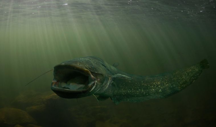 The <strong>wels catfish</strong> is a nocturnal predator native to rivers and lakes of central Europe and western Asia. It is <a href="index.php?page=&url=https%3A%2F%2Fwww.britannica.com%2Fanimal%2Fwels-fish" target="_blank" target="_blank">one of the world's largest catfish</a> and among the largest of Europe's freshwater fish species. The long-bodied, scaleless creature can reach 15 feet in length and a weight of 660 pounds. The species is easily identified by its light-colored undercarriage, dark fins and its six, whisker-like mouth barbels. 