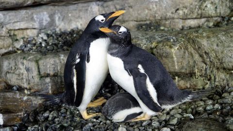 Penguins stay warm through social thermal regulation, a scientific term for cuddling.