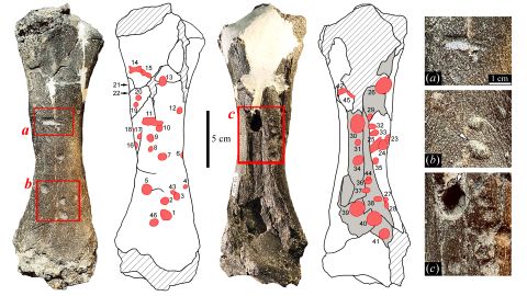 The ground sloth's tibia included 46 bite marks. 