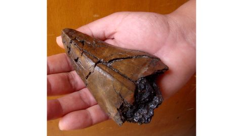 This is a large Purussaurus tooth found in the Pebas Formation.