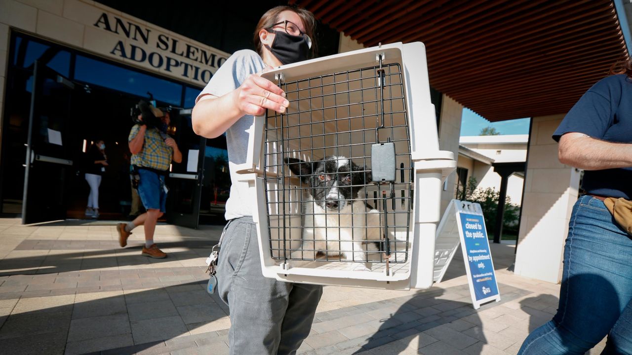 Katy Gay carries a dog as the Houston SPCA sent about 25 dogs and over 100 animals total to the Austin Humane Society as Hurricane Laura threatens the Texas coast.