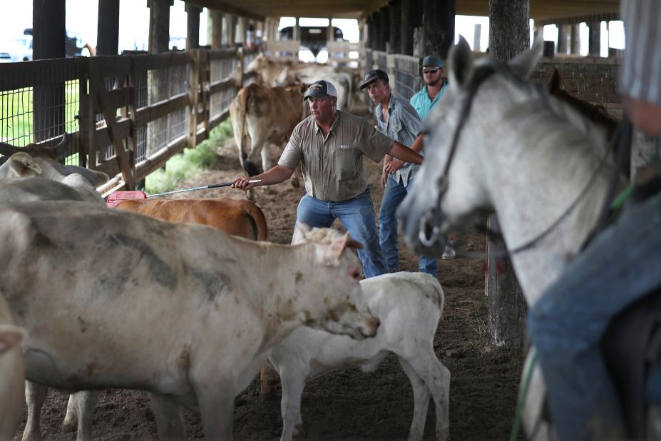 Roman Tatriot, with the help of family and friends, rounds up cattle in Cameron, Louisiana, so he can get them to higher ground.