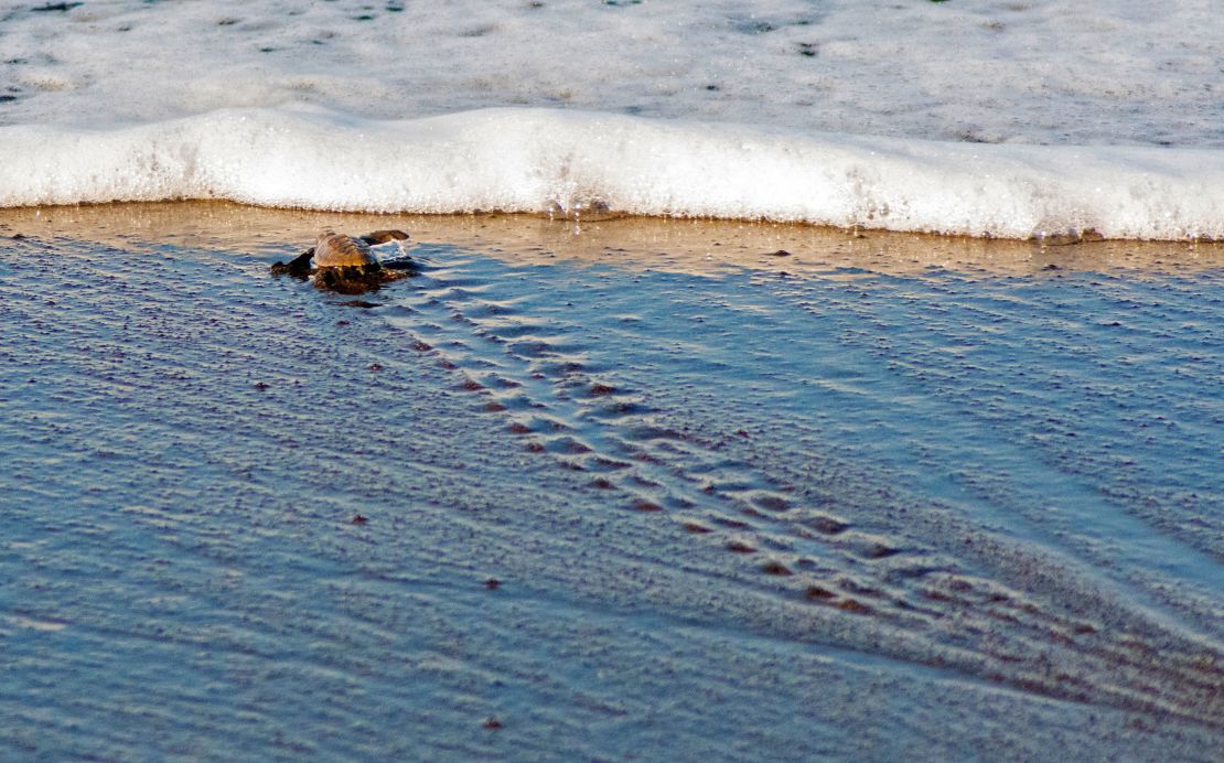 A ridley sea turtle enters the sea at the Punta Mala National Wildlife Refuge in Puntarenas, Costa Rica, on September 20, 2019.