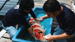 Japan's King of Carp Breeds Million Dollar Koi Fish