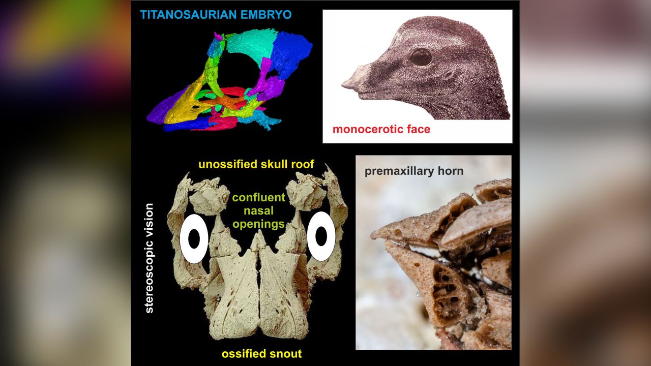 The three-dimensional skull revealed unusual features, like binocular vision and a rhino-like horn, on the baby's face.