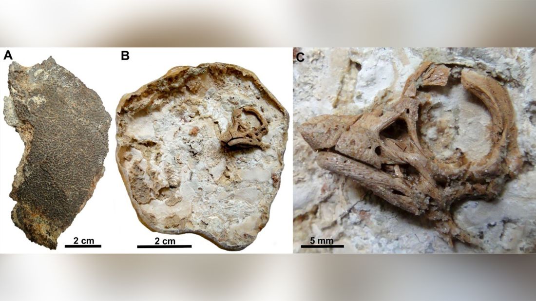 Hundreds of Fossilized Pterosaur Eggs Uncovered in China - The New York  Times