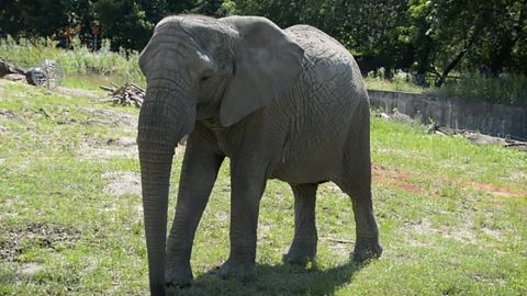Warsaw Zoo in Poland is experimenting by giving elephants CBD oil to see whether the substance improves their mood and reduces conflict among the herd.