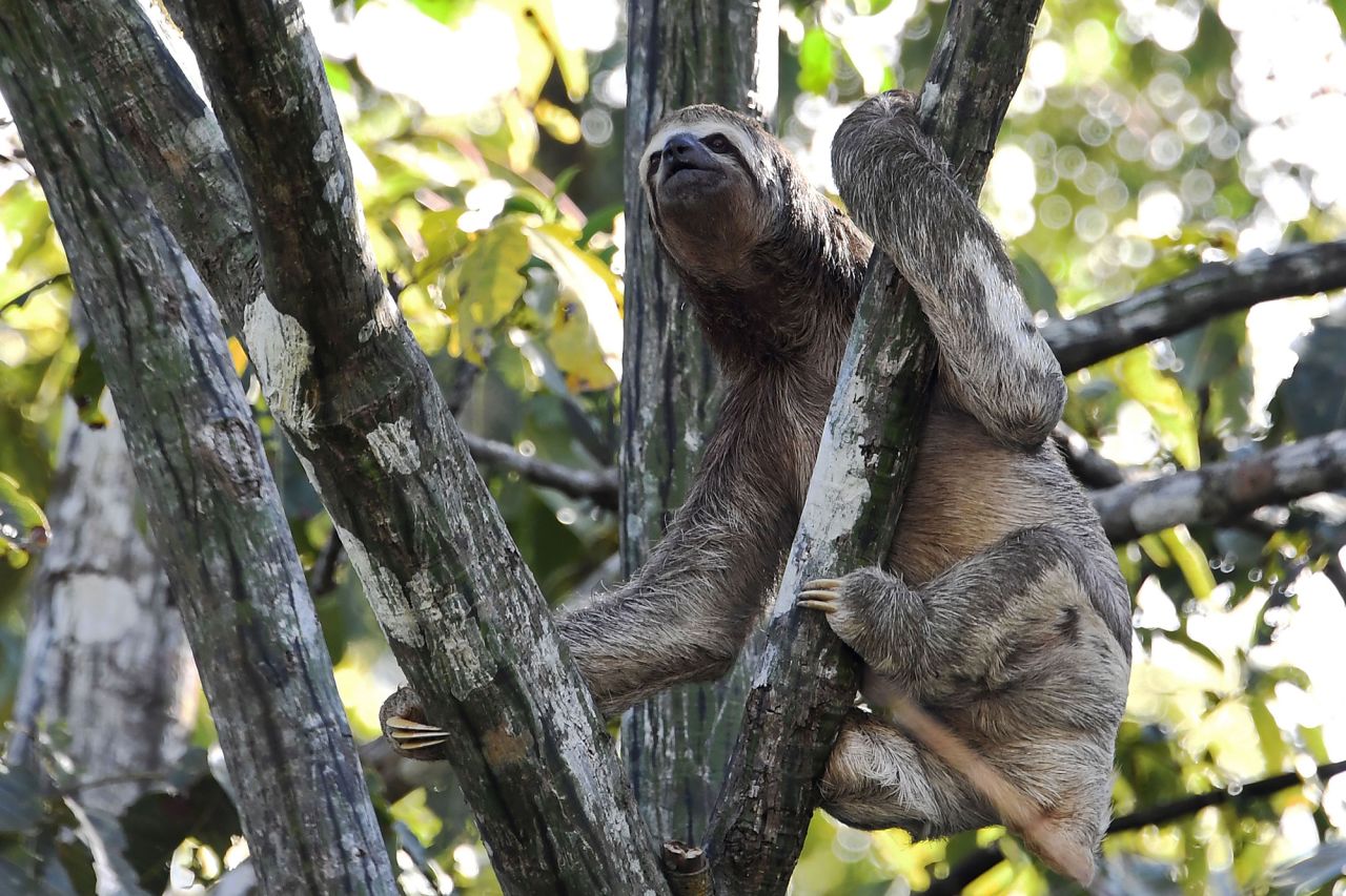 The Amazon is home to uncountable species of plants and animals. Roughly half the size of the United States, it is the largest rainforest on the planet. A brown-throated sloth is pictured climbing on a tree. The sloth uses its long, curved claws to hang from branches.
