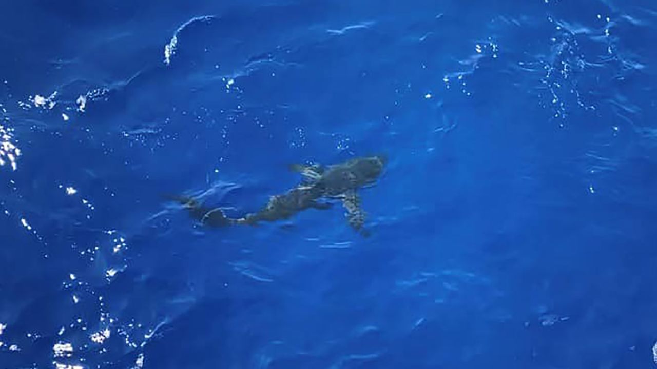 The coast guard belives that the shark was a Long-Fin Mako or Pelagic Thresher shark.