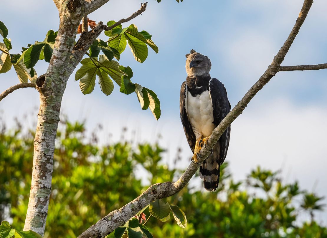 The Uru-Eu-Wau-Wau tribe also use the drone to monitor important species, like the harpy eagle. They use its feathers for arrows and ceremonial headresses.