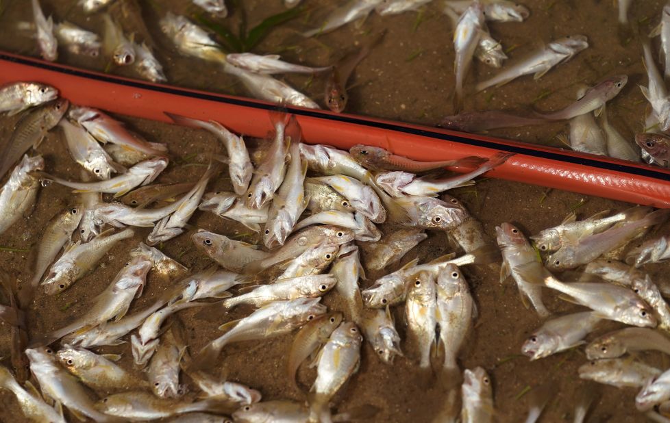 Dozens of small fish are trapped inland after the hurricane ripped through Holly Beach, Louisiana.