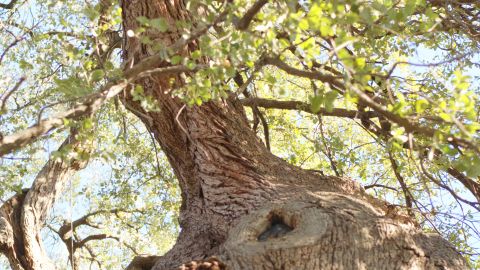 Although it shows some signs of damage due to the poisoning, Treaty Oak still stands today.