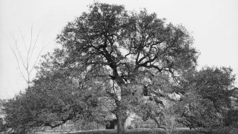 In this 1939 photo, Treaty Oak in Austin, Texas, stands near the west bank of the Colorado river. The oak is thought to be nearly 600 years old.
